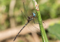 Macrothemis celeno