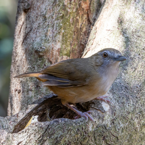 Abbott's Babbler (Malacocincla abbotti), photo 3