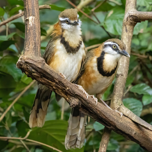 Lesser Necklaced Laughingthrush (Garrulax monileger), photo 4