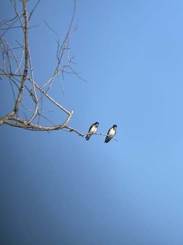 iNaturalist observation photo of Tree Swallow