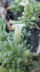 Nolana crassulifolia