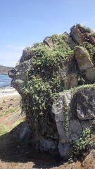Nolana crassulifolia
