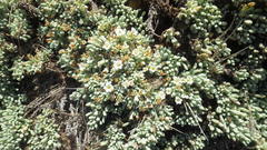 Nolana crassulifolia