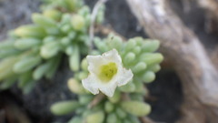 Nolana crassulifolia