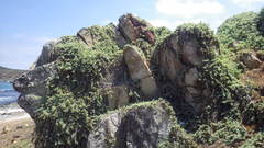 Nolana crassulifolia