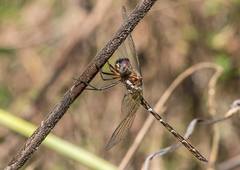 Macrothemis celeno