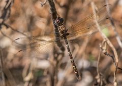 Macrothemis celeno