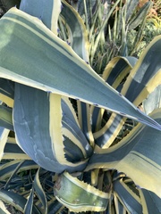 Agave