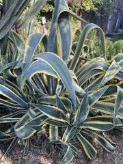 Agave
