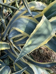 Agave