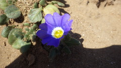 Nolana paradoxa