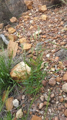 Thyridolepis mitchelliana