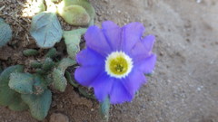 Nolana paradoxa