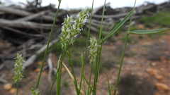 Thyridolepis mitchelliana