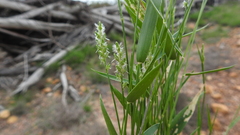 Thyridolepis mitchelliana