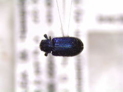 Necrobia violacea