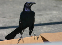 Quiscalus major