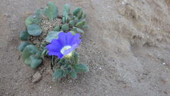 Nolana paradoxa