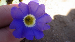 Nolana paradoxa