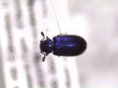 Necrobia violacea