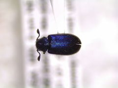 Necrobia violacea