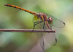 Dythemis rufinervis