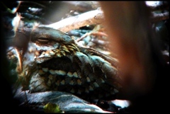 Caprimulgus ruficollis