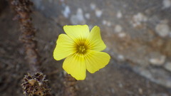 Oxalis carnosa