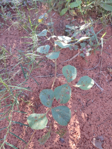 Marbled Pigeon Pea (Cajanus marmoratus)