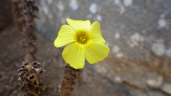 Oxalis carnosa
