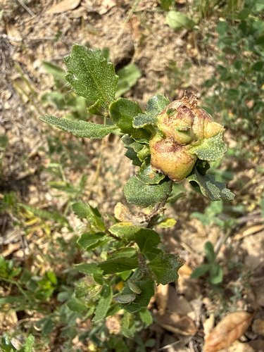 Unknown species found near Redwood City, CA, US
