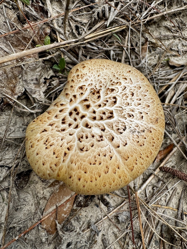 Neolentinus lepideus