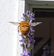 Amegilla bombiformis