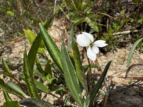 Southern Water Violet (Viola vittata)
