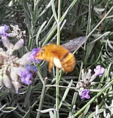 Amegilla bombiformis