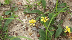 Goodenia caroliniana