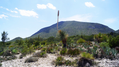 Dasylirion quadrangulatum