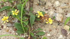 Goodenia caroliniana