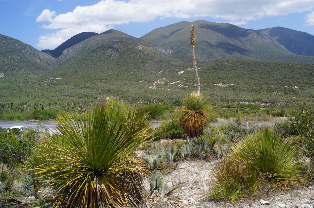 Dasylirion quadrangulatum, Tamaulipas, Mexico