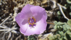 Cristaria glaucophylla