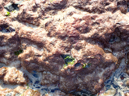 sand binder (Rhodothamniella floridula)