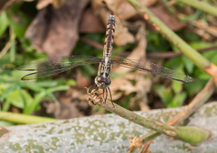 Erythrodiplax umbrata