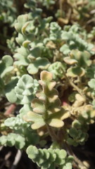 Cristaria glaucophylla