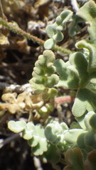 Cristaria glaucophylla