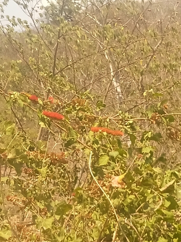 Combretum farinosum, photograph 1