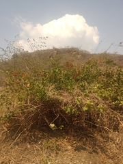 Combretum farinosum, photograph (c) Juan Cruzado Cortés, some rights reserved (CC BY)