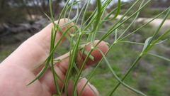 Paranotis mitrasacmoides