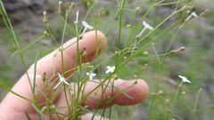 Paranotis mitrasacmoides