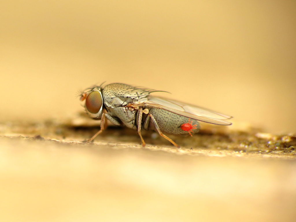 Diclasiopa lacteipennis