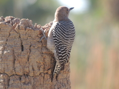 Melanerpes uropygialis